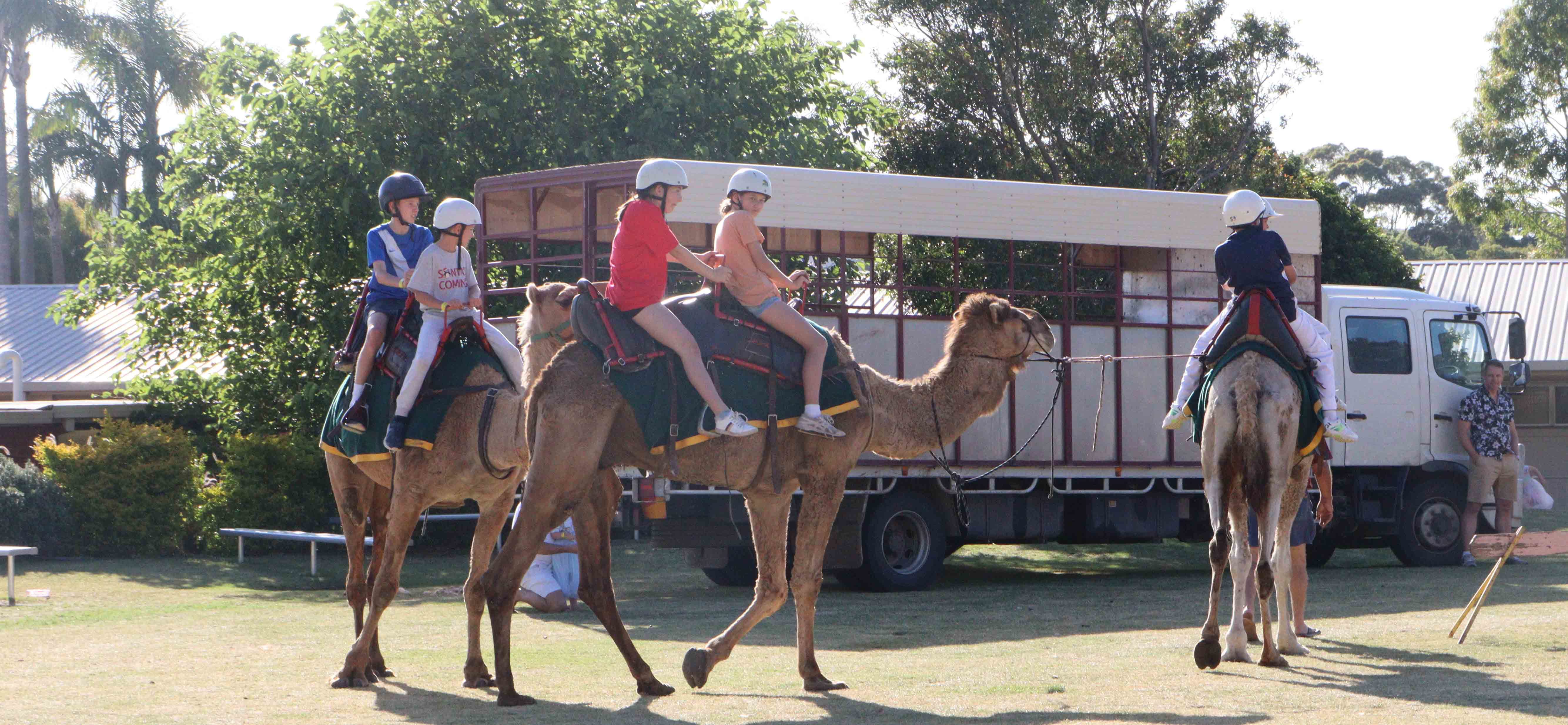 Camel rides